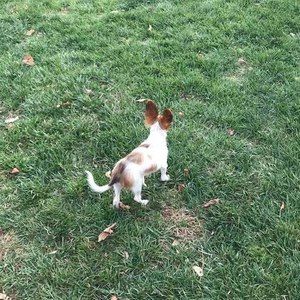 Meet your Posher, Bunny